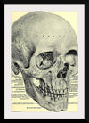 "Skull Human Anatomy Vintage"