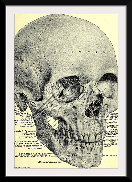 "Skull Human Anatomy Vintage"