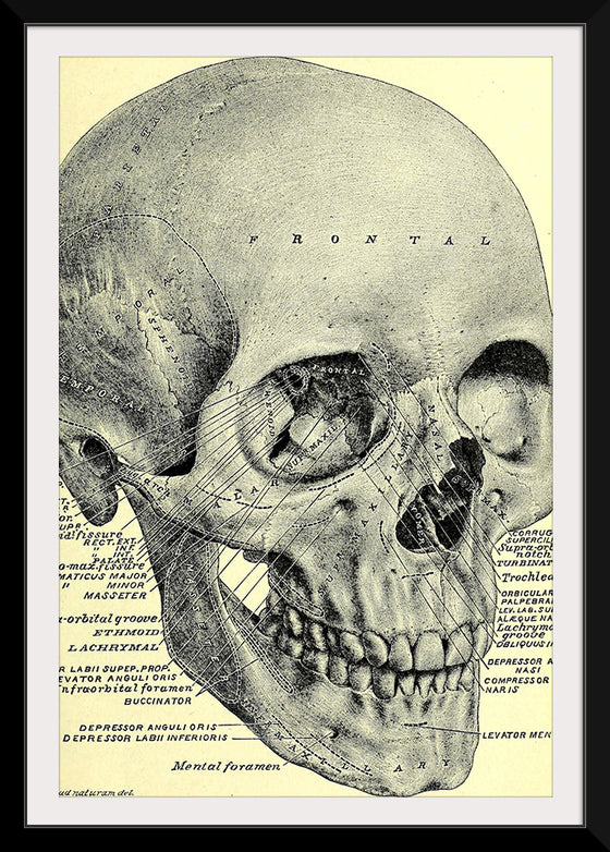 "Skull Human Anatomy Vintage"