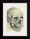 "Skull Human Anatomy Vintage"