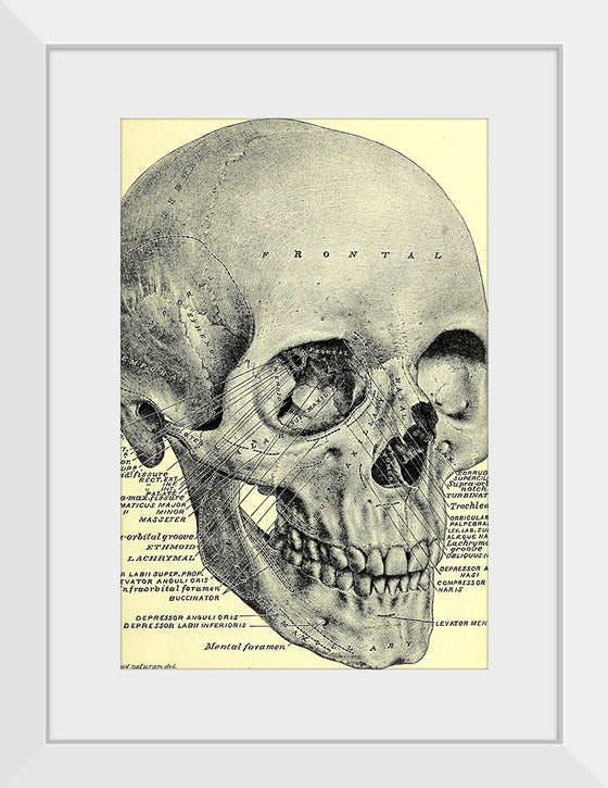 "Skull Human Anatomy Vintage"