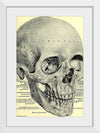 "Skull Human Anatomy Vintage"