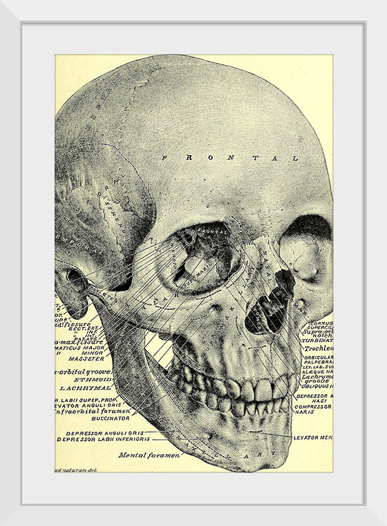 "Skull Human Anatomy Vintage"