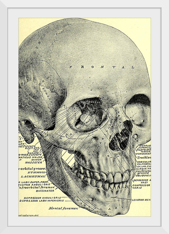 "Skull Human Anatomy Vintage"