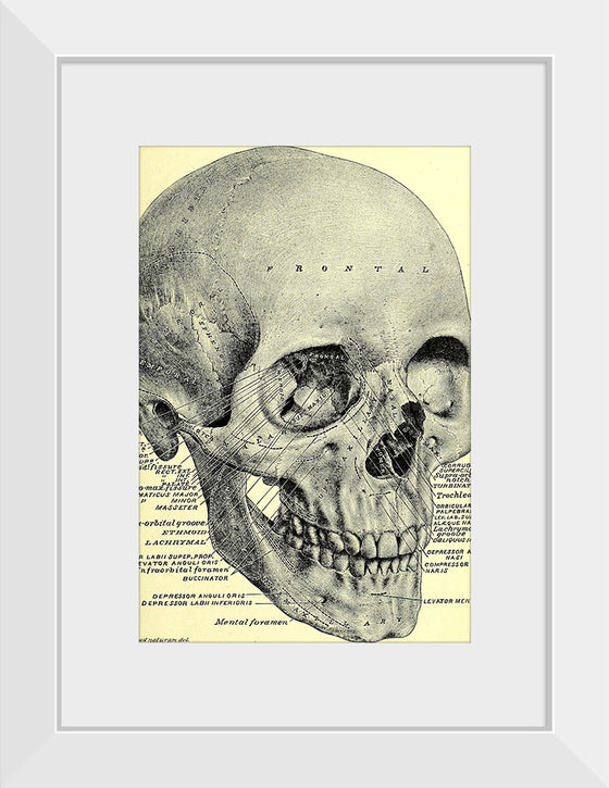 "Skull Human Anatomy Vintage"