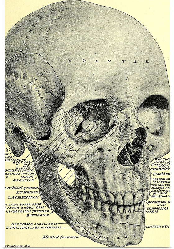 "Skull Human Anatomy Vintage"