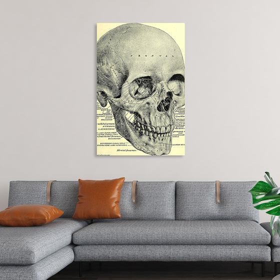 "Skull Human Anatomy Vintage"