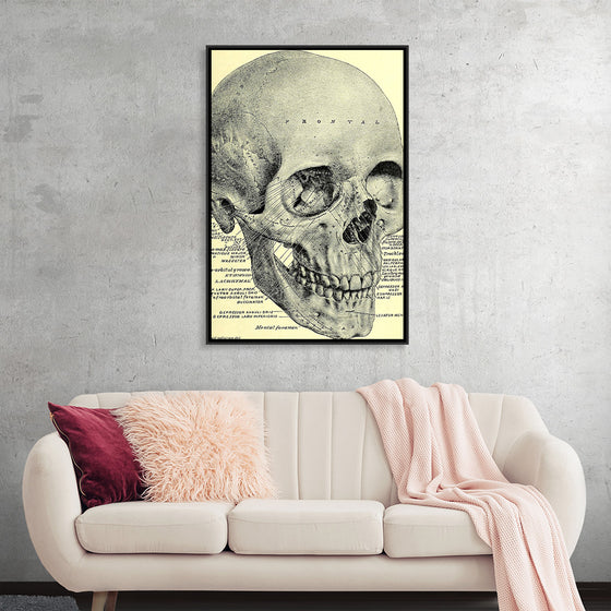 "Skull Human Anatomy Vintage"