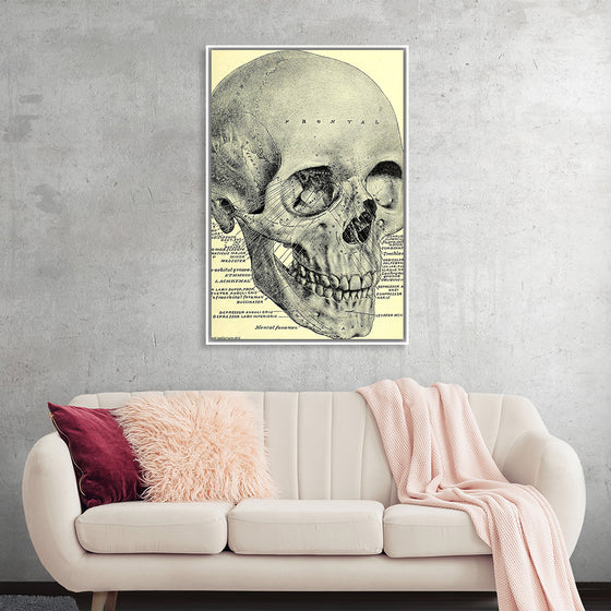 "Skull Human Anatomy Vintage"