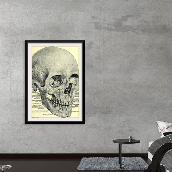 "Skull Human Anatomy Vintage"