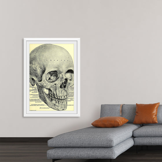 "Skull Human Anatomy Vintage"