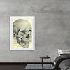 "Skull Human Anatomy Vintage"