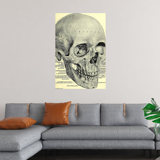 "Skull Human Anatomy Vintage"