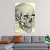 "Skull Human Anatomy Vintage"