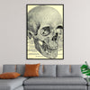 "Skull Human Anatomy Vintage"