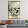 "Skull Human Anatomy Vintage"