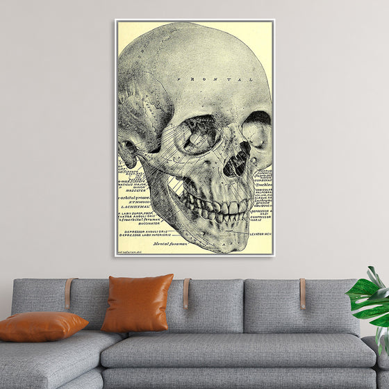 "Skull Human Anatomy Vintage"