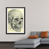 "Skull Human Anatomy Vintage"