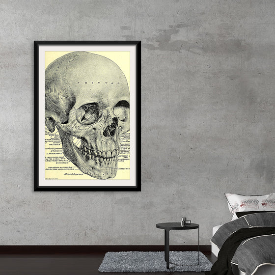 "Skull Human Anatomy Vintage"