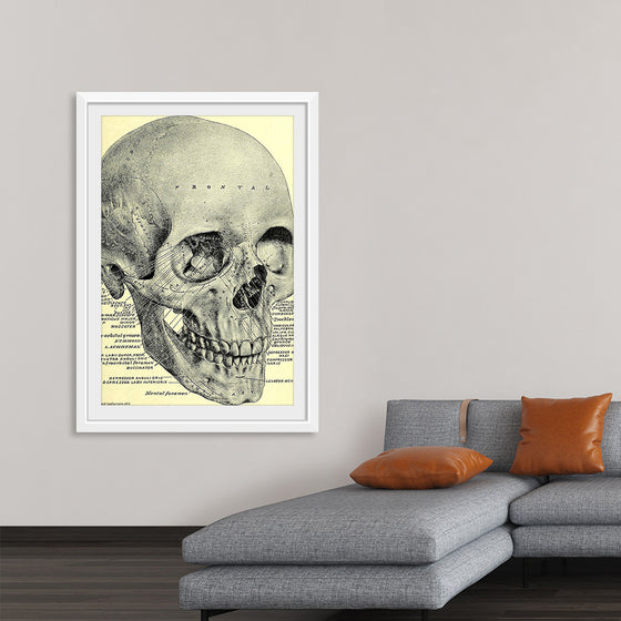 "Skull Human Anatomy Vintage"