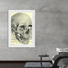 "Skull Human Anatomy Vintage"