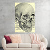 "Skull Human Anatomy Vintage"