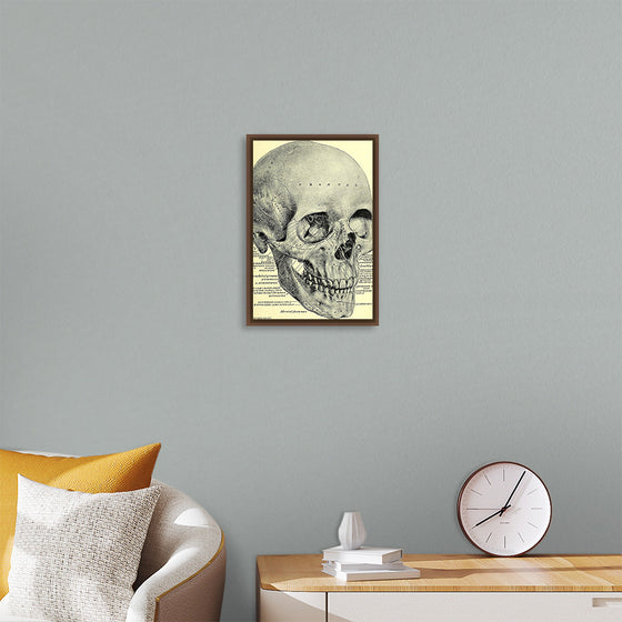 "Skull Human Anatomy Vintage"