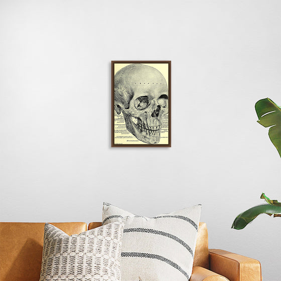 "Skull Human Anatomy Vintage"