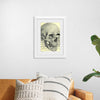 "Skull Human Anatomy Vintage"