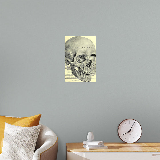 "Skull Human Anatomy Vintage"