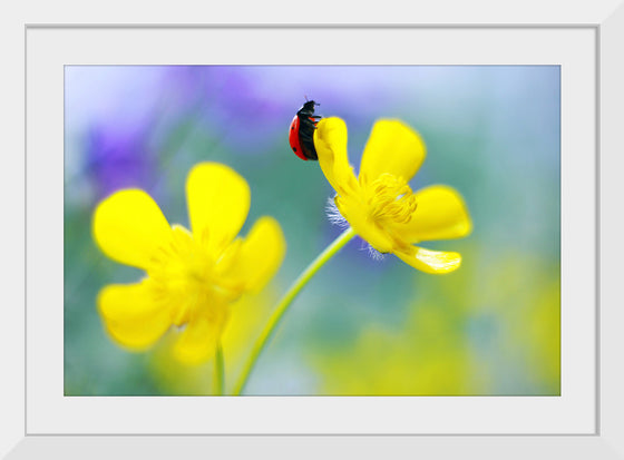 "Ranunculus Acris", Elena Andreeva