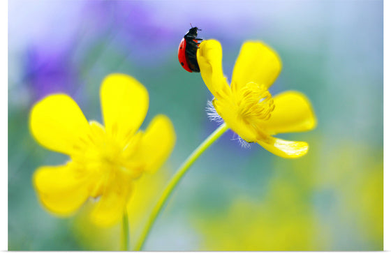 "Ranunculus Acris", Elena Andreeva