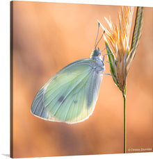  This exquisite print by Christos Zoumides captures a tranquil moment in nature. A delicate butterfly, with wings of soft green hues, alights gracefully upon a golden wheat stalk. The warm, amber tones of the sunlit backdrop create a serene and harmonious ambiance. Every detail, from the intricate veining of the butterfly’s wings to the gentle sway of the wheat, is rendered with stunning clarity.