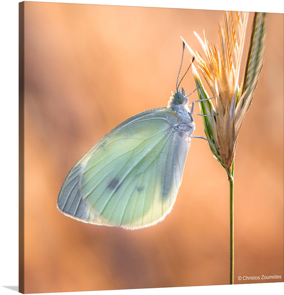 This exquisite print by Christos Zoumides captures a tranquil moment in nature. A delicate butterfly, with wings of soft green hues, alights gracefully upon a golden wheat stalk. The warm, amber tones of the sunlit backdrop create a serene and harmonious ambiance. Every detail, from the intricate veining of the butterfly’s wings to the gentle sway of the wheat, is rendered with stunning clarity.