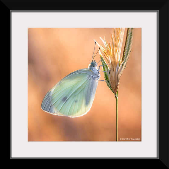 "Small White Butterfly", Christos Zoumides