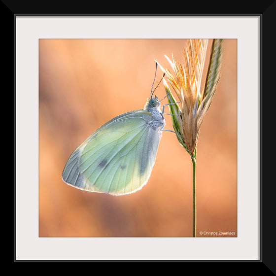 "Small White Butterfly", Christos Zoumides