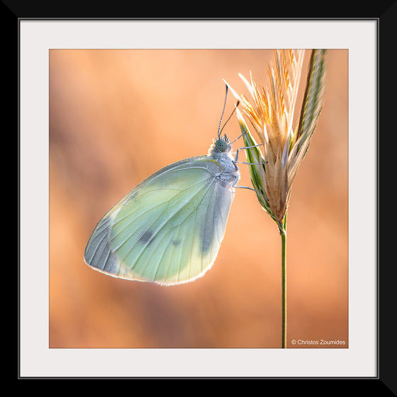 "Small White Butterfly", Christos Zoumides