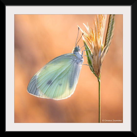 "Small White Butterfly", Christos Zoumides