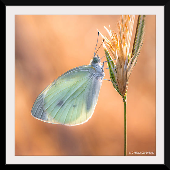 "Small White Butterfly", Christos Zoumides