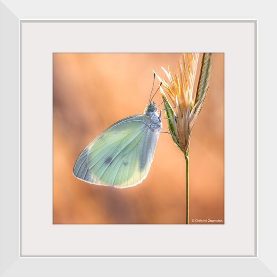 "Small White Butterfly", Christos Zoumides