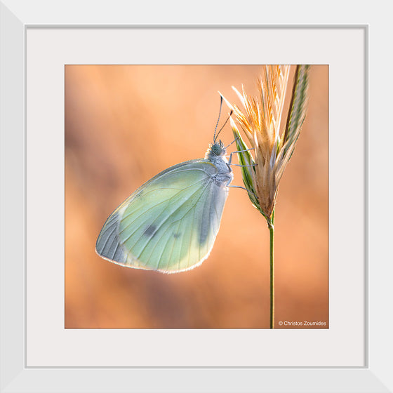 "Small White Butterfly", Christos Zoumides