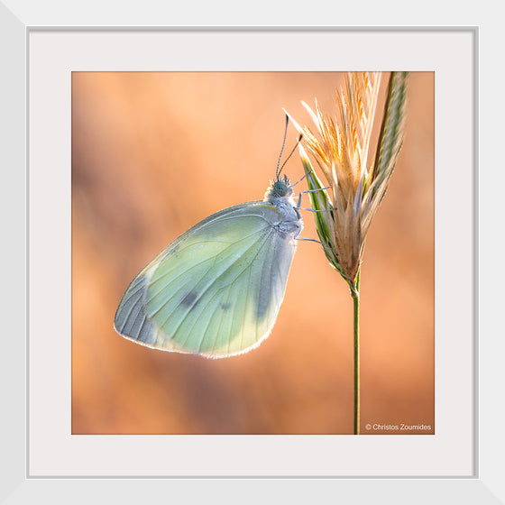 "Small White Butterfly", Christos Zoumides