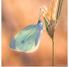 "Small White Butterfly", Christos Zoumides