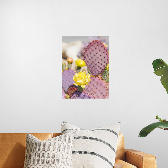 "Dollarjoint Prickly Pear Cactus Flower"