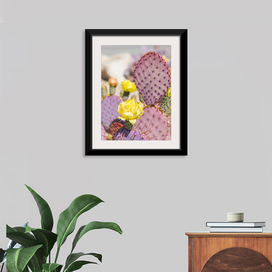 "Dollarjoint Prickly Pear Cactus Flower"