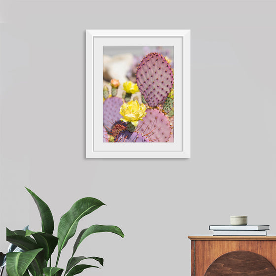 "Dollarjoint Prickly Pear Cactus Flower"