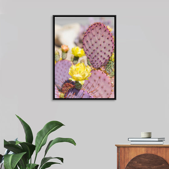 "Dollarjoint Prickly Pear Cactus Flower"