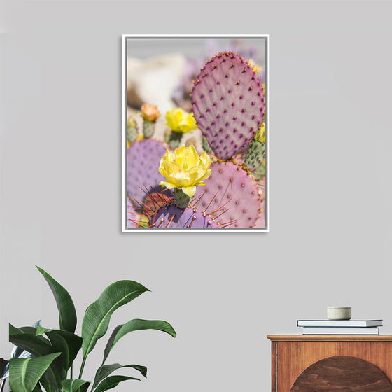 "Dollarjoint Prickly Pear Cactus Flower"