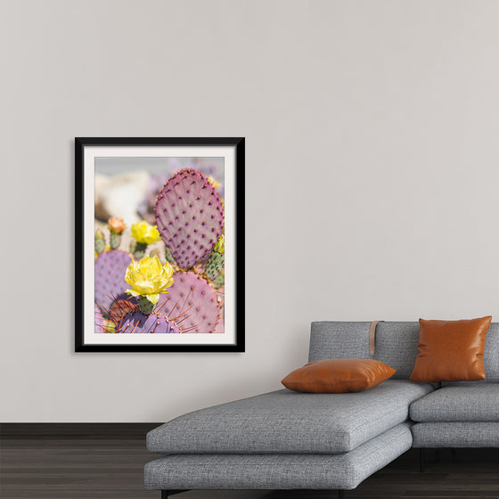 "Dollarjoint Prickly Pear Cactus Flower"