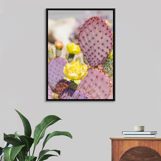 "Dollarjoint Prickly Pear Cactus Flower"